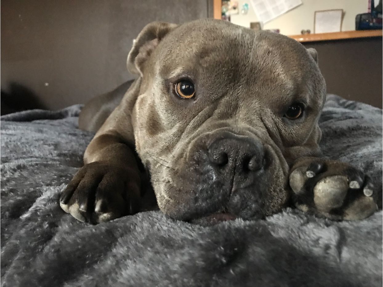 Booger