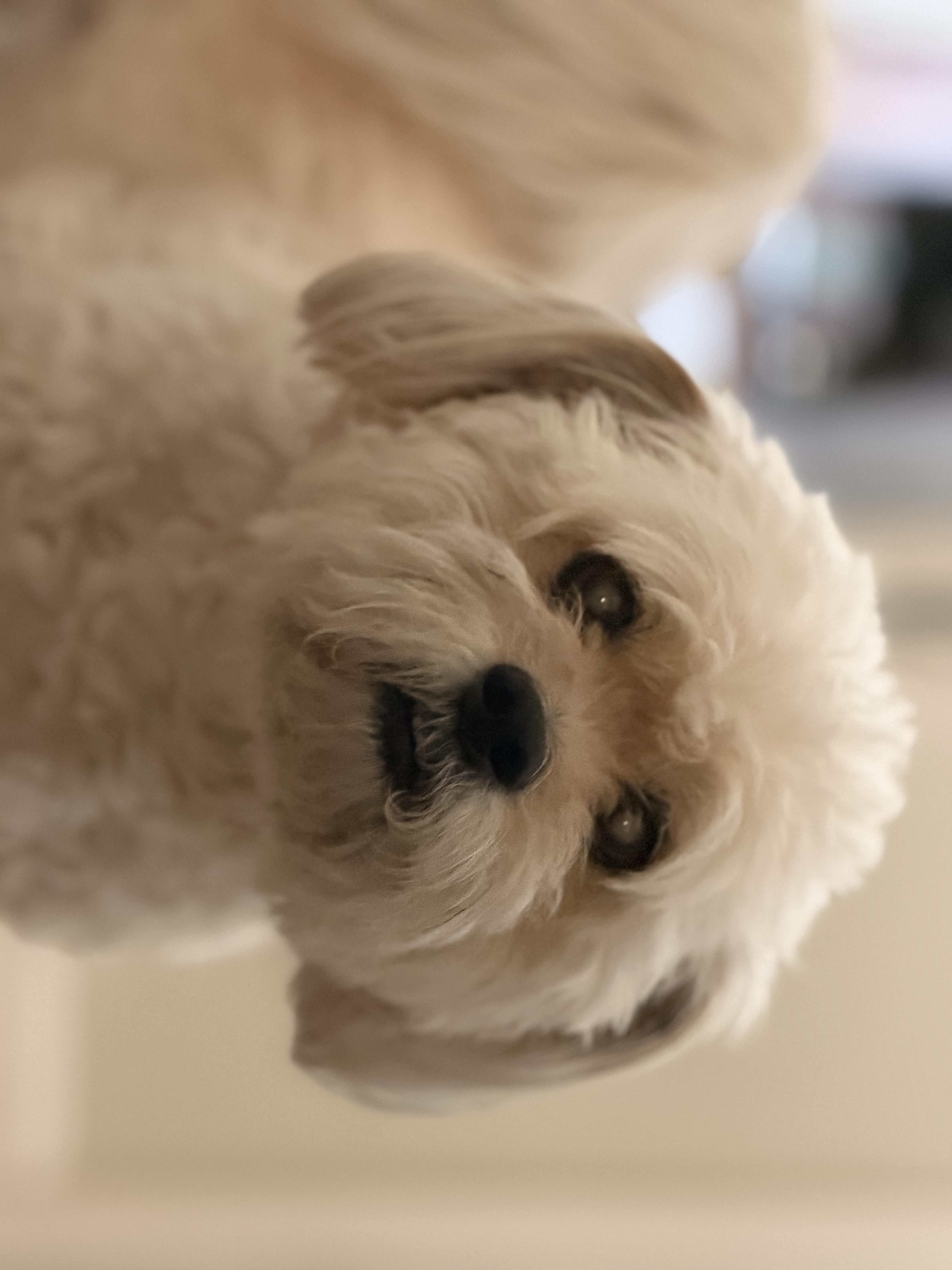 Toby