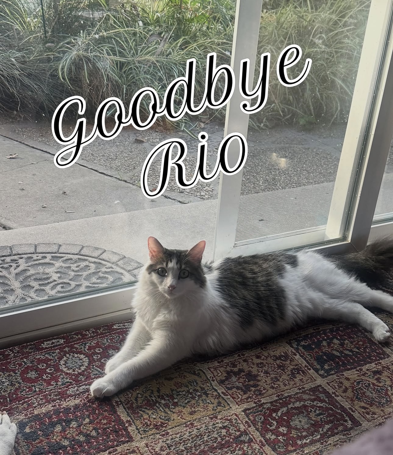 Rio