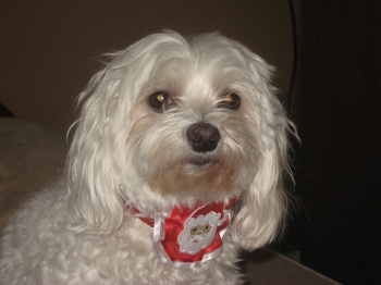 Spunky