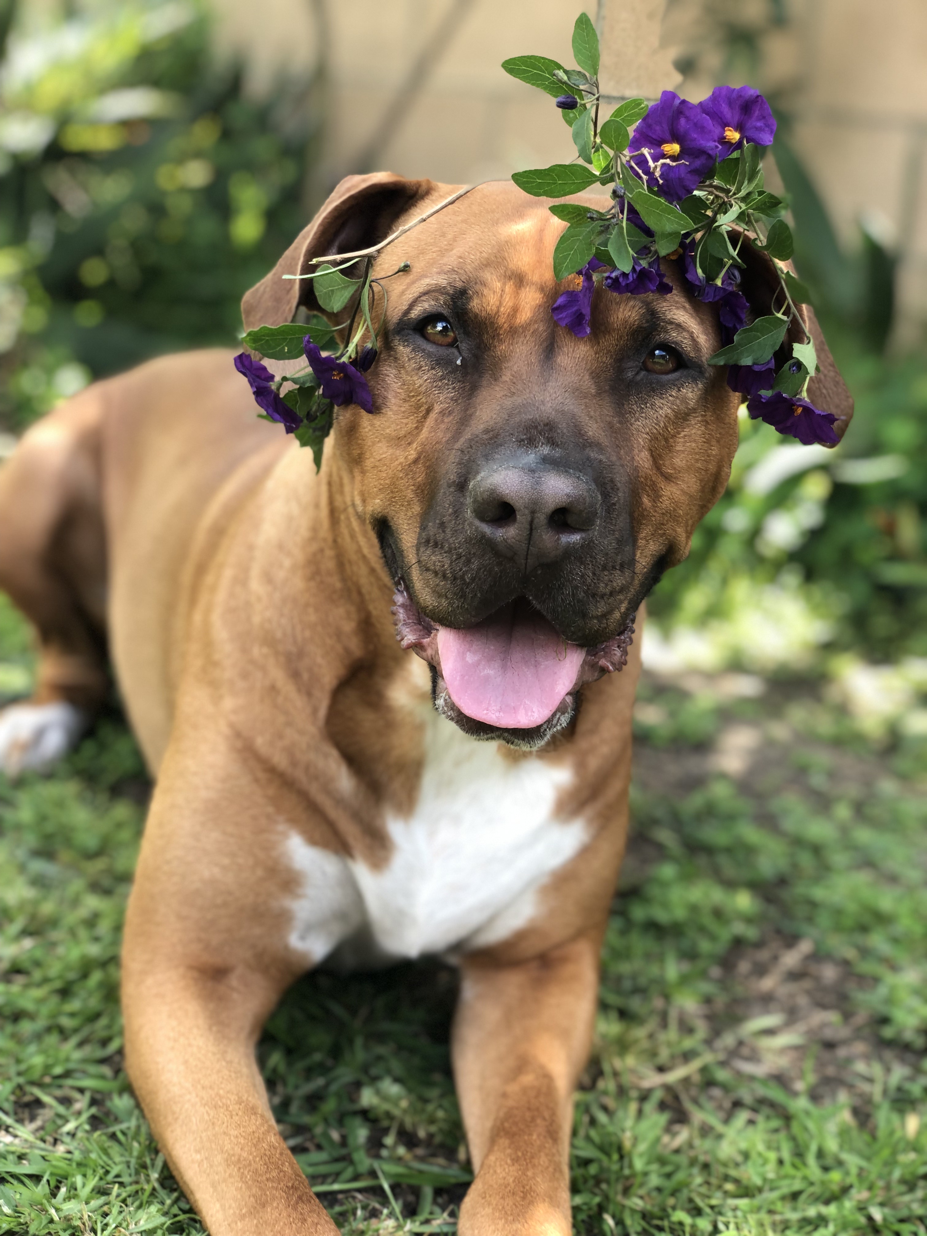 Roxy