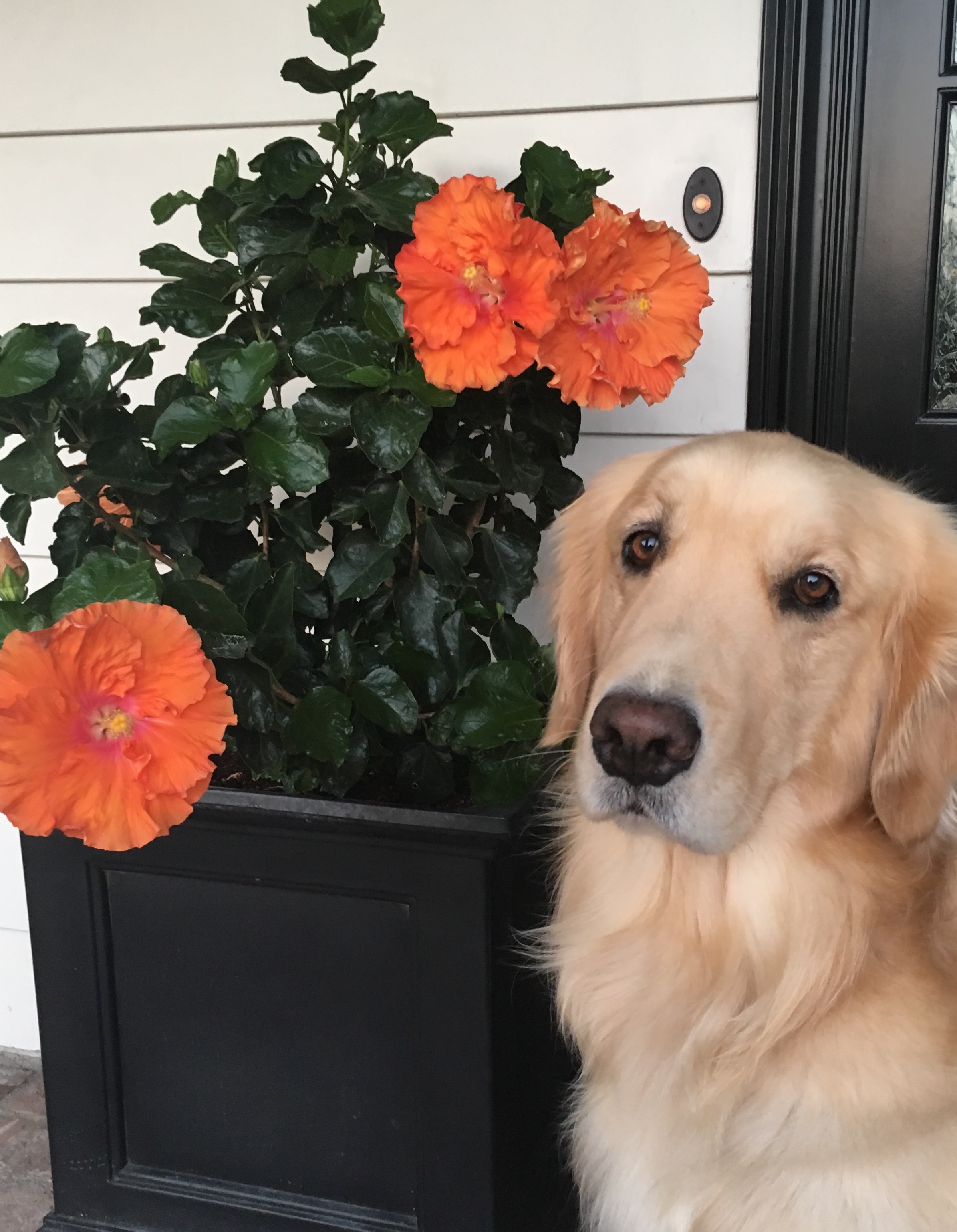 Kona