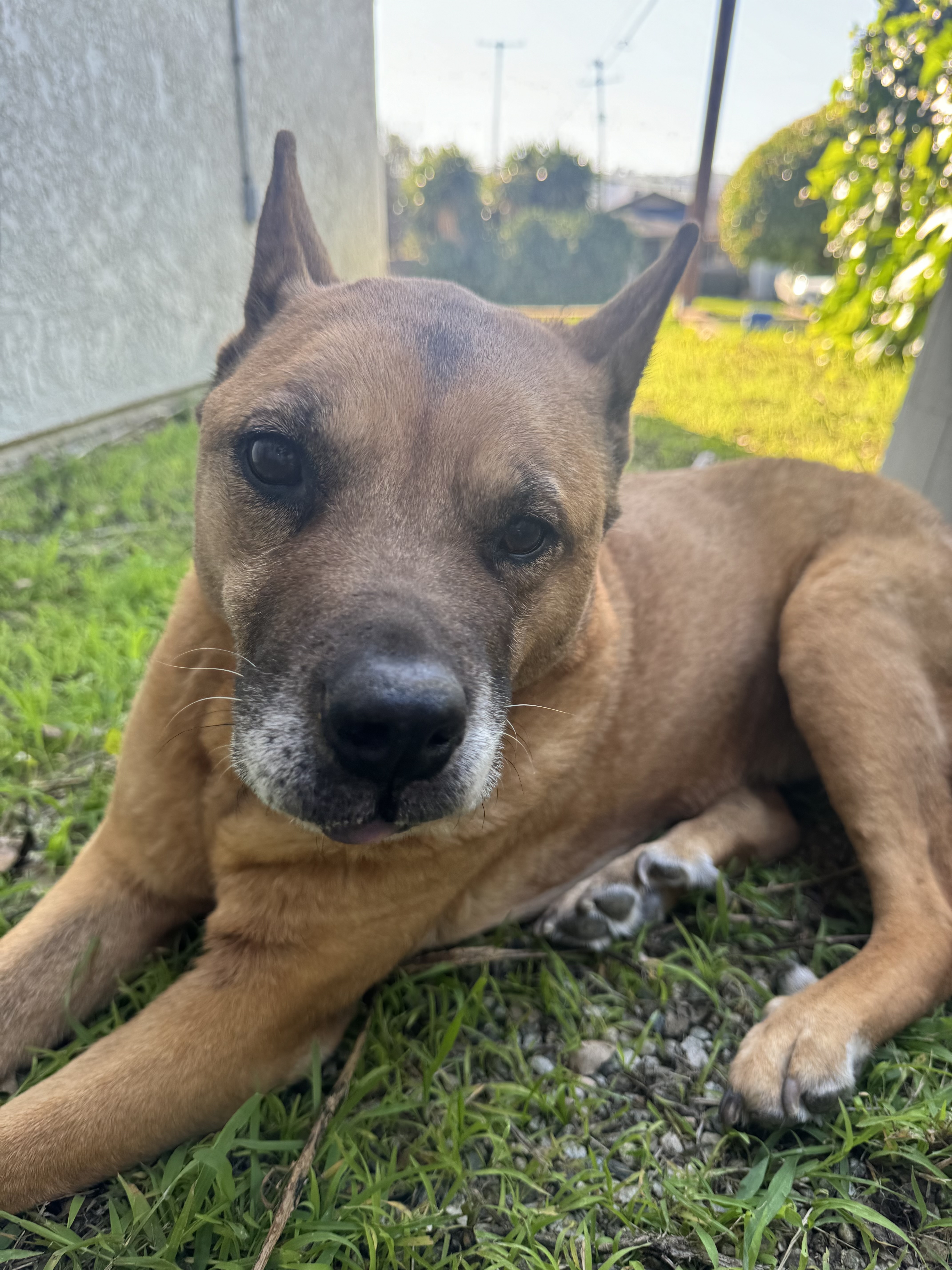 Canela (Nala)