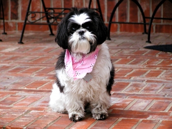 Harley