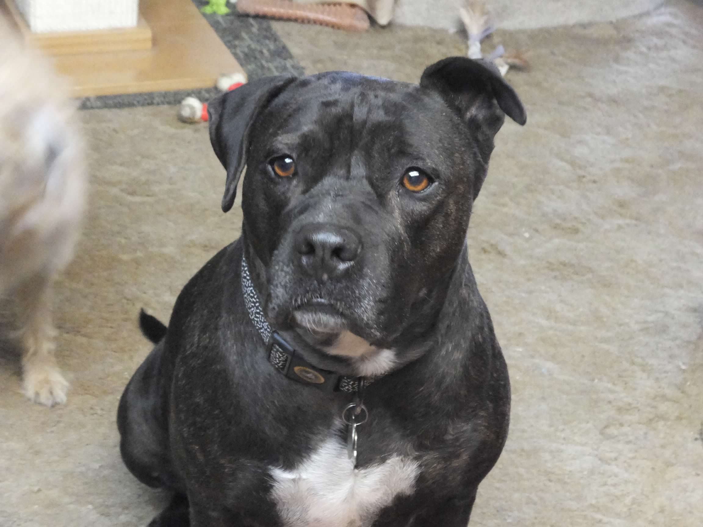 Pepper