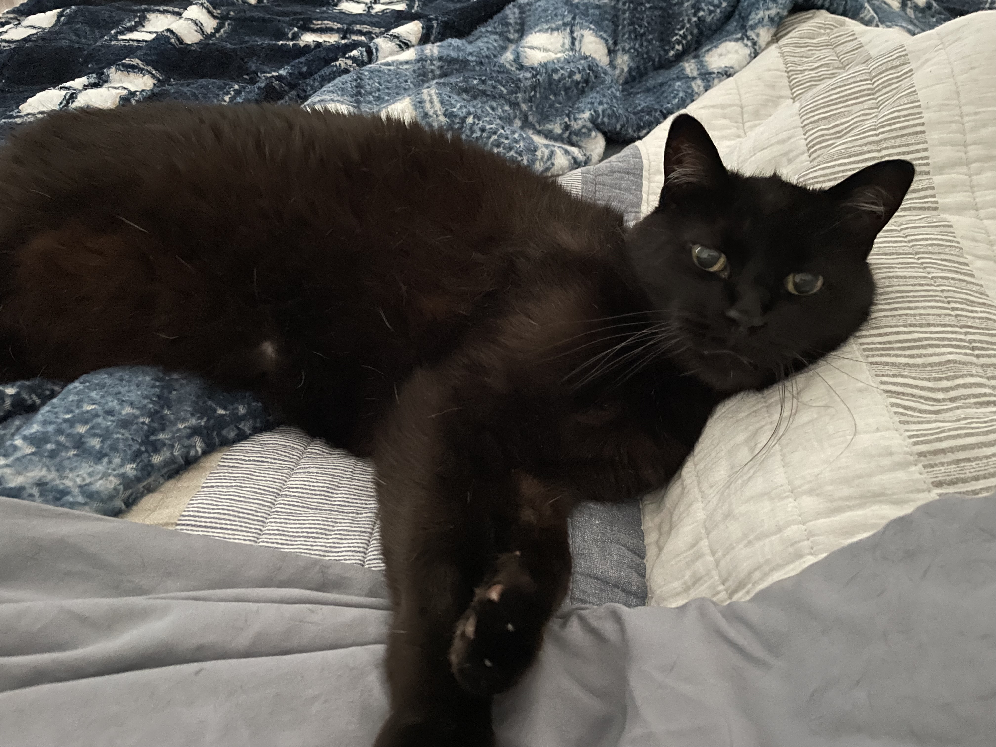 Rufio