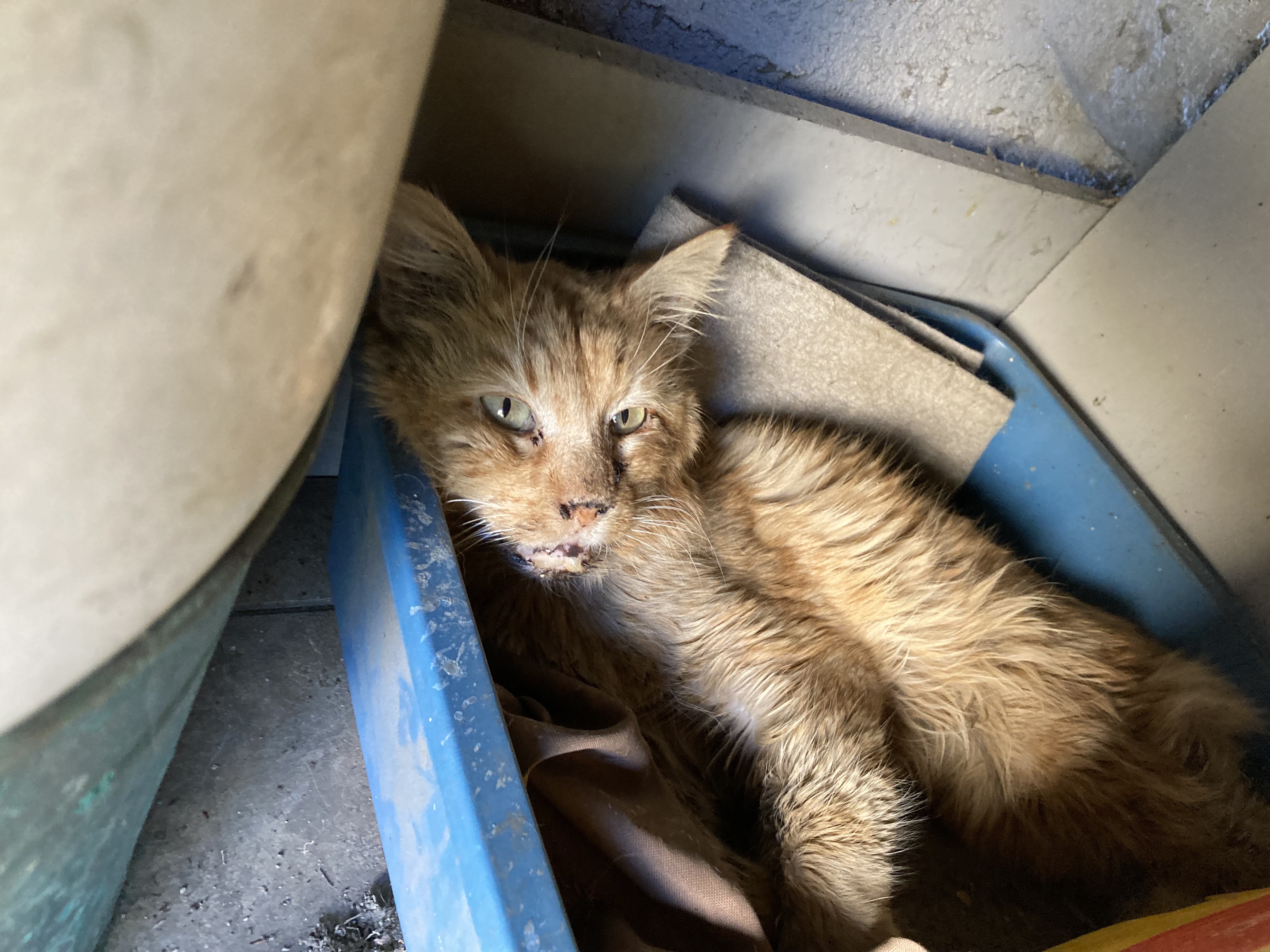 Feral Cat