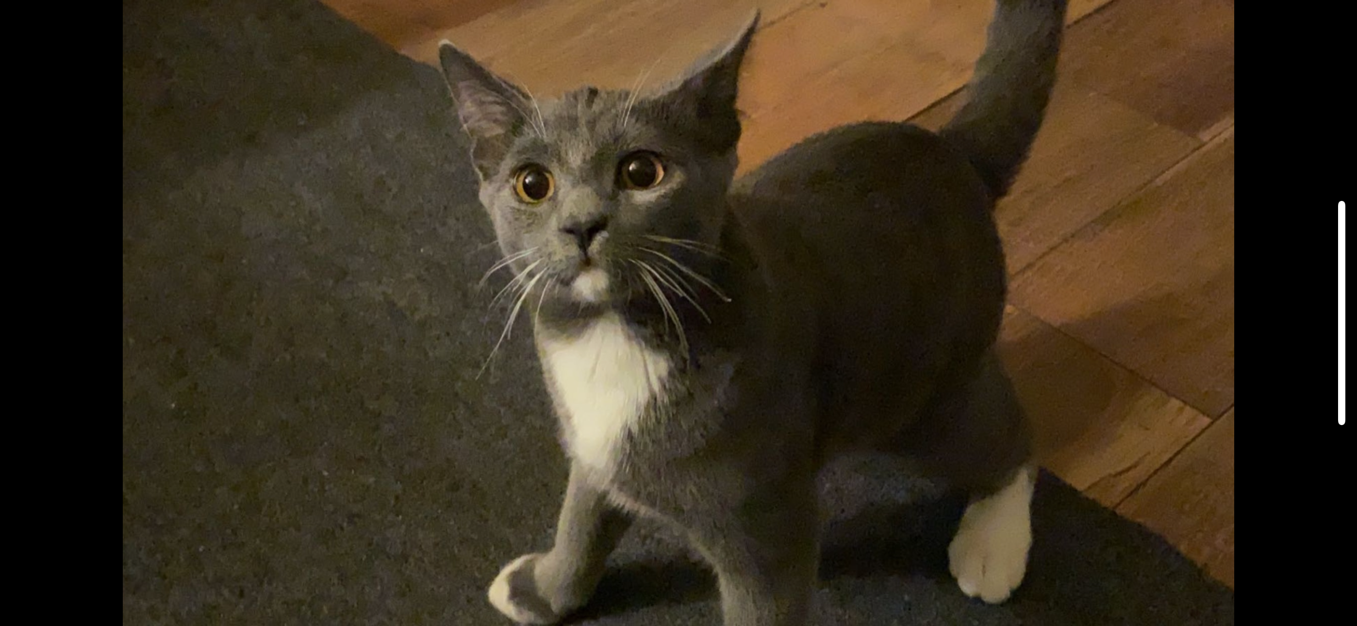 Milo