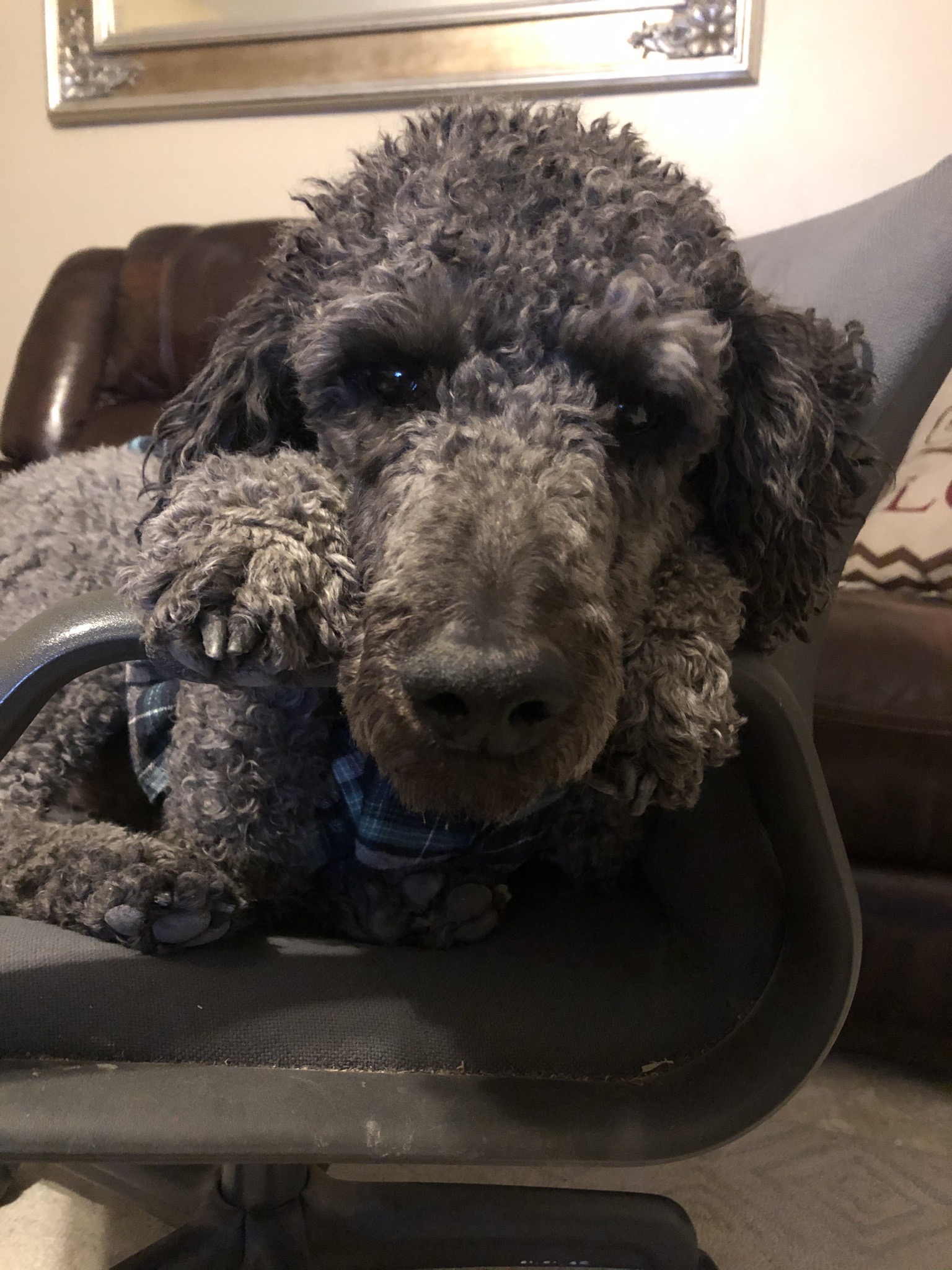 Oliver