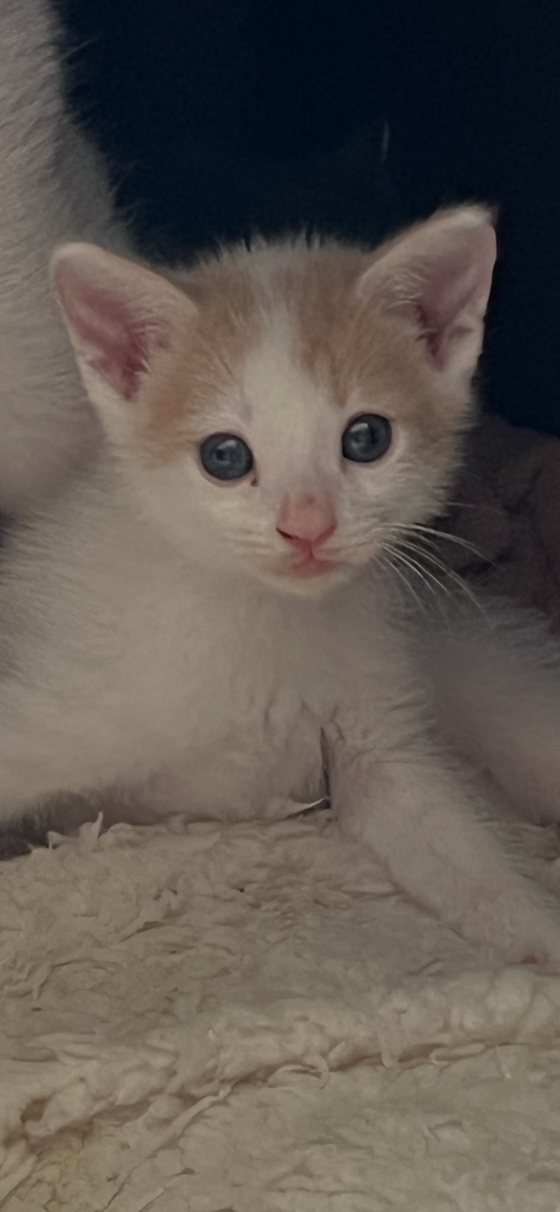 Peanut