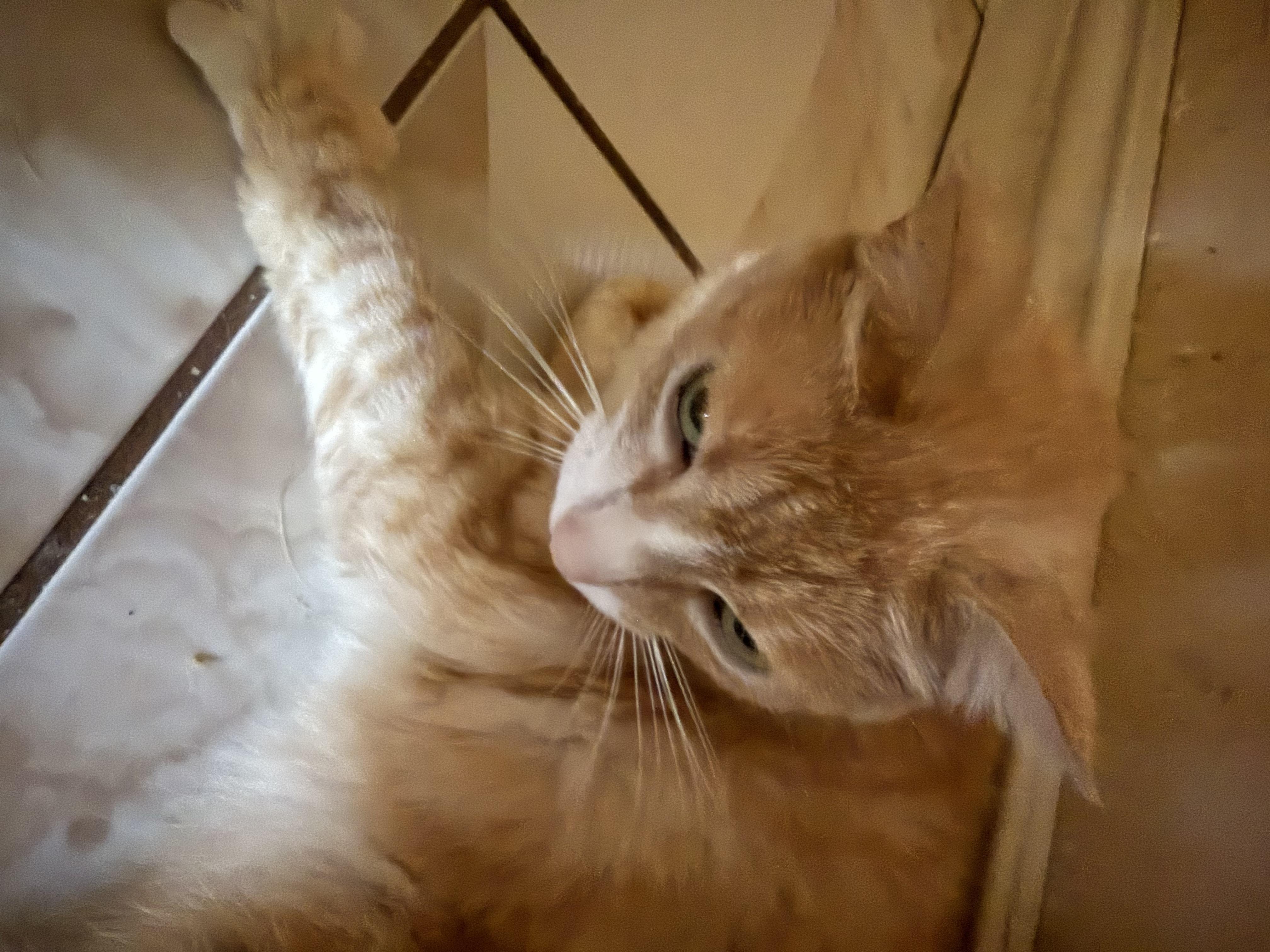 Peanut