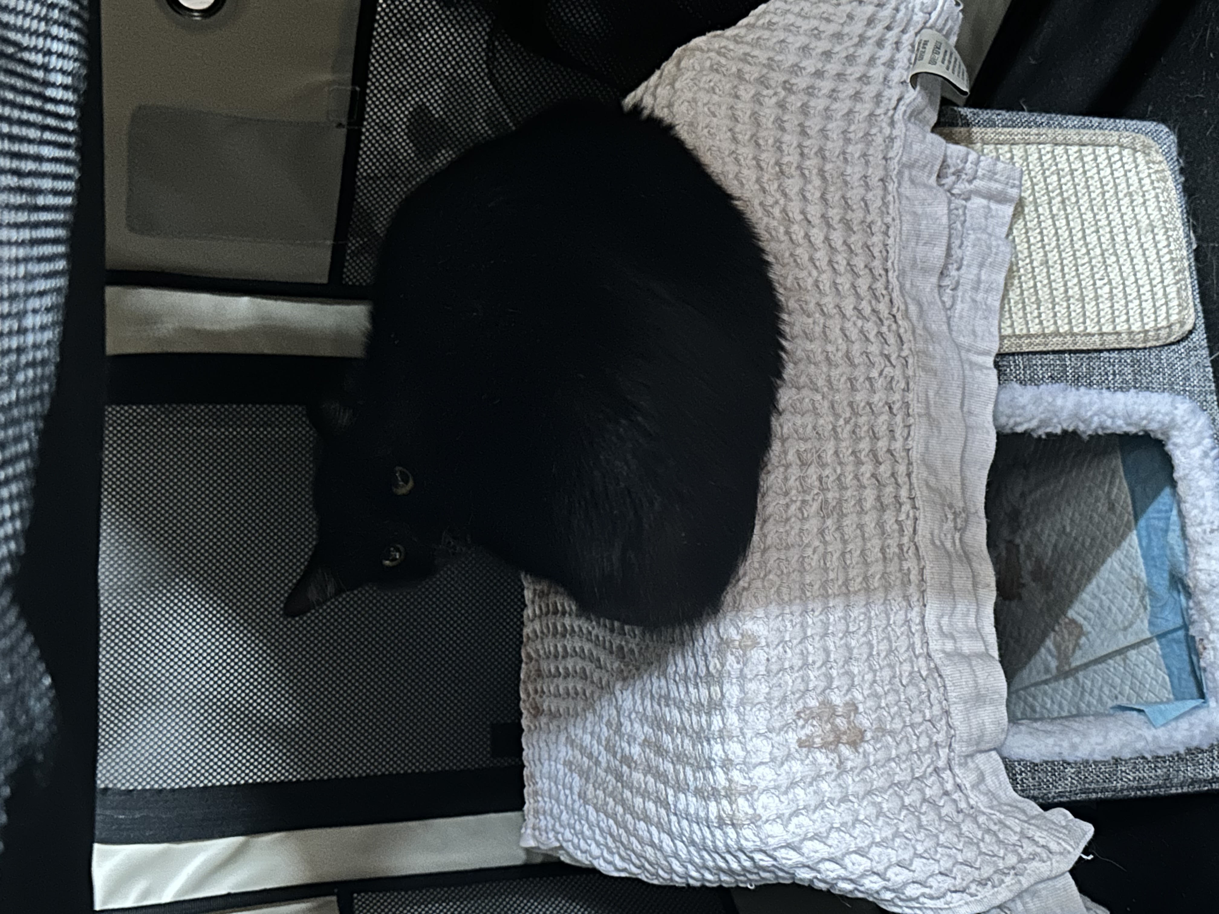 Blackie