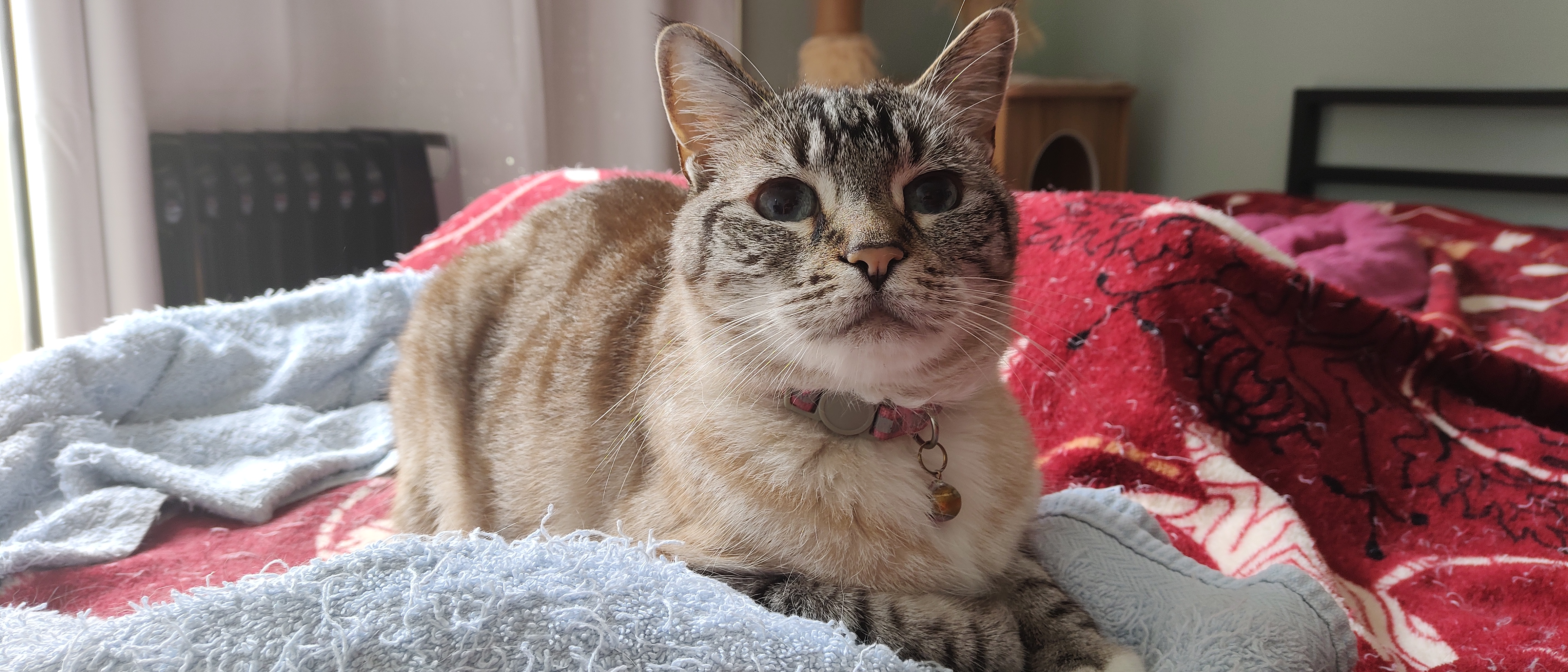 Shyla