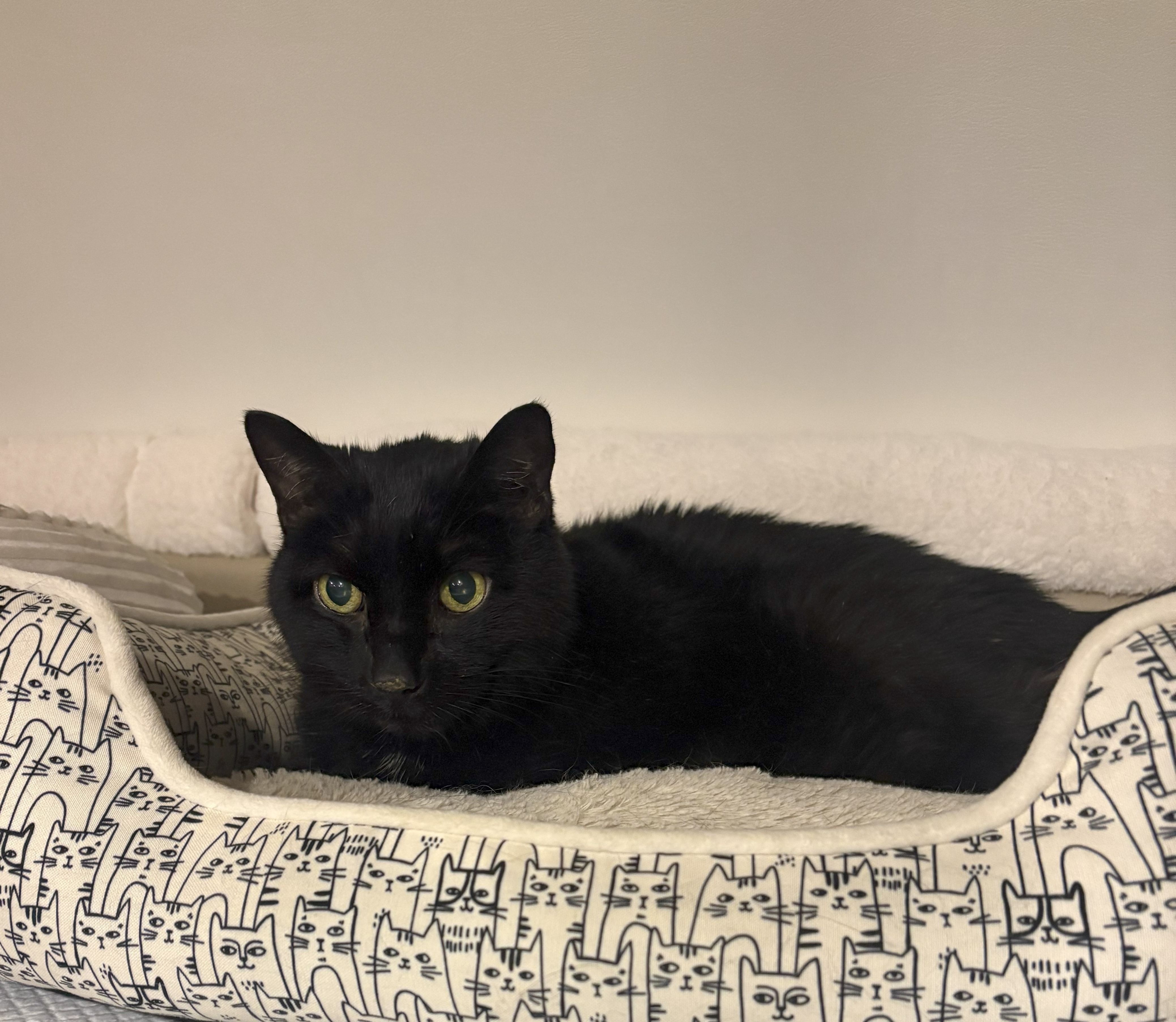 Blackie