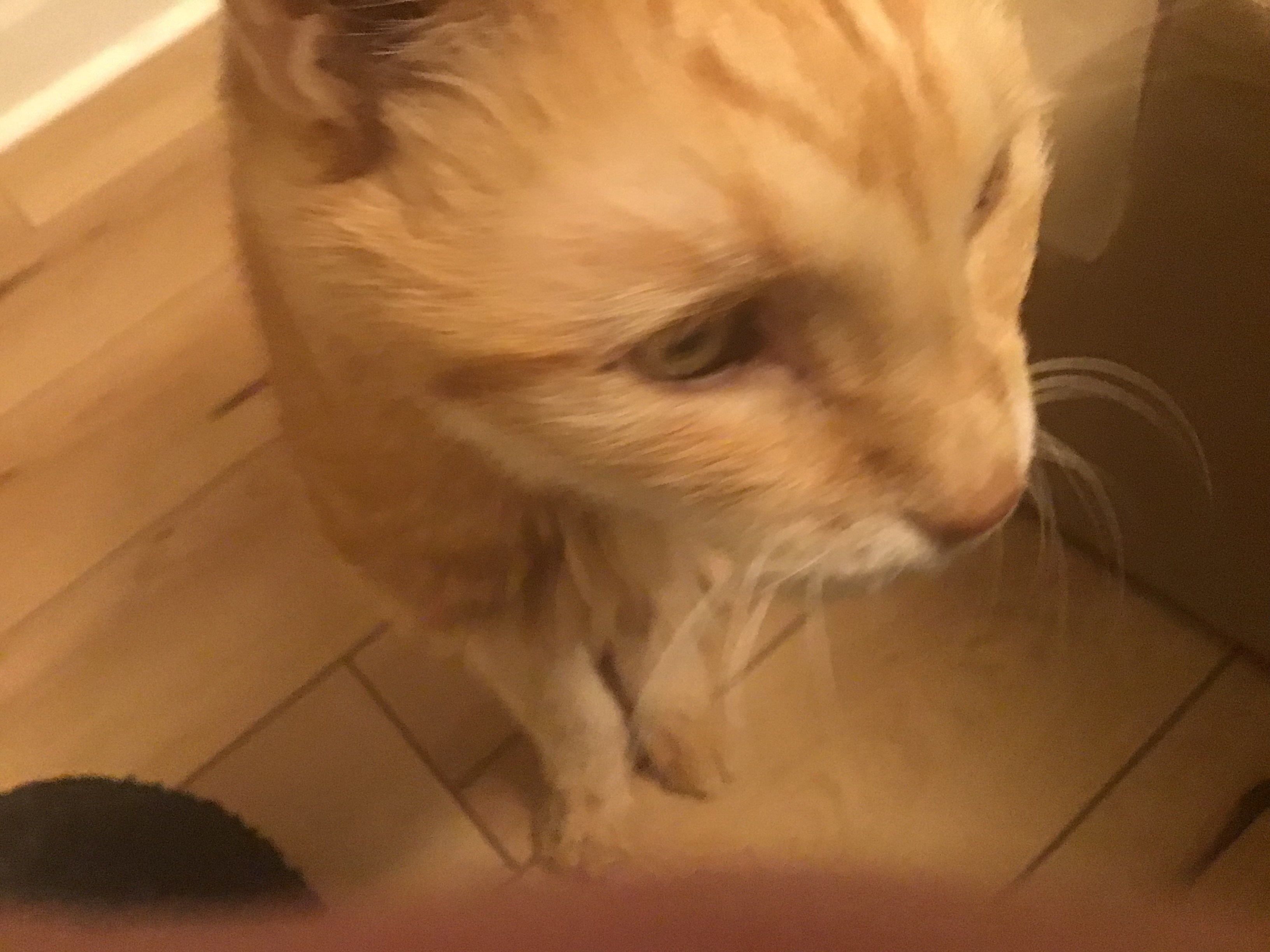 Otto
