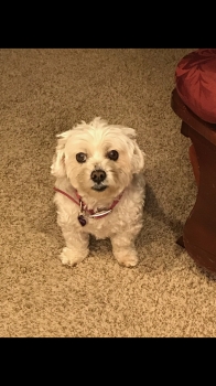 Libby
