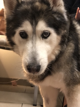 Kona