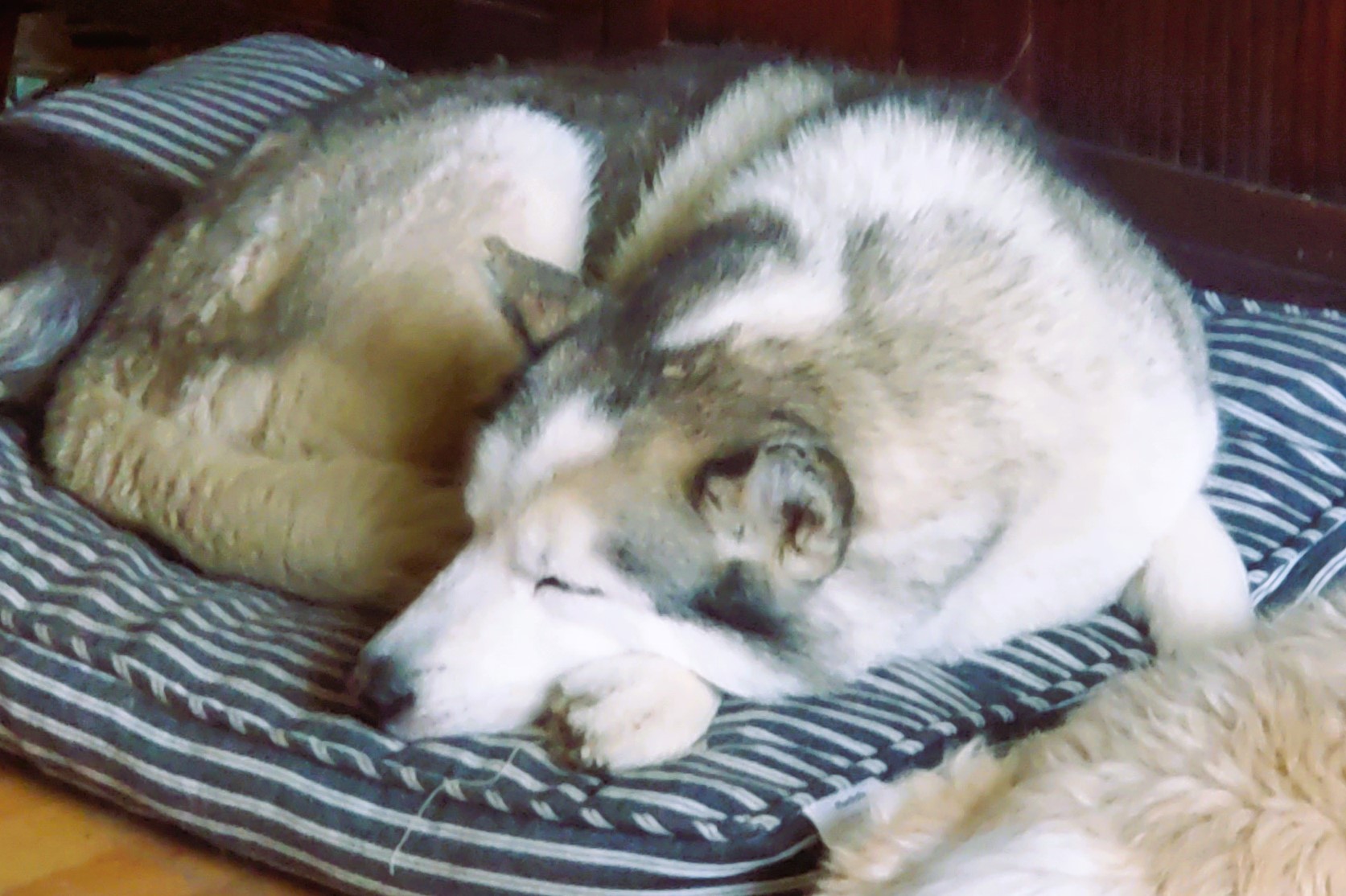 Wolfy