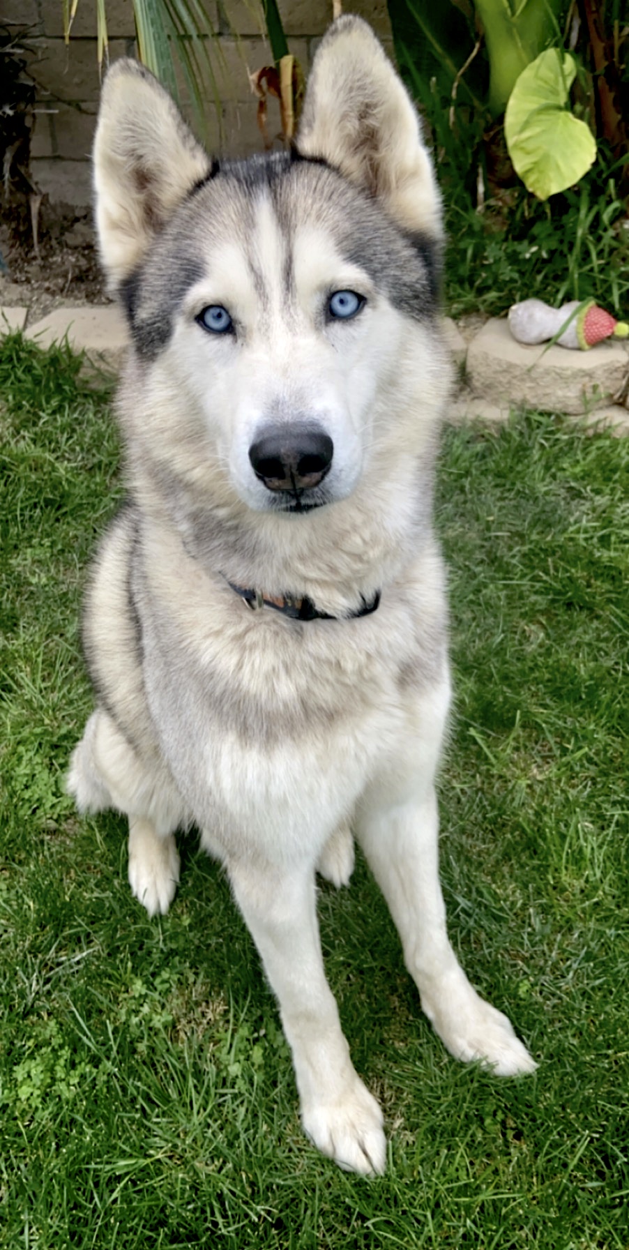 Ryder