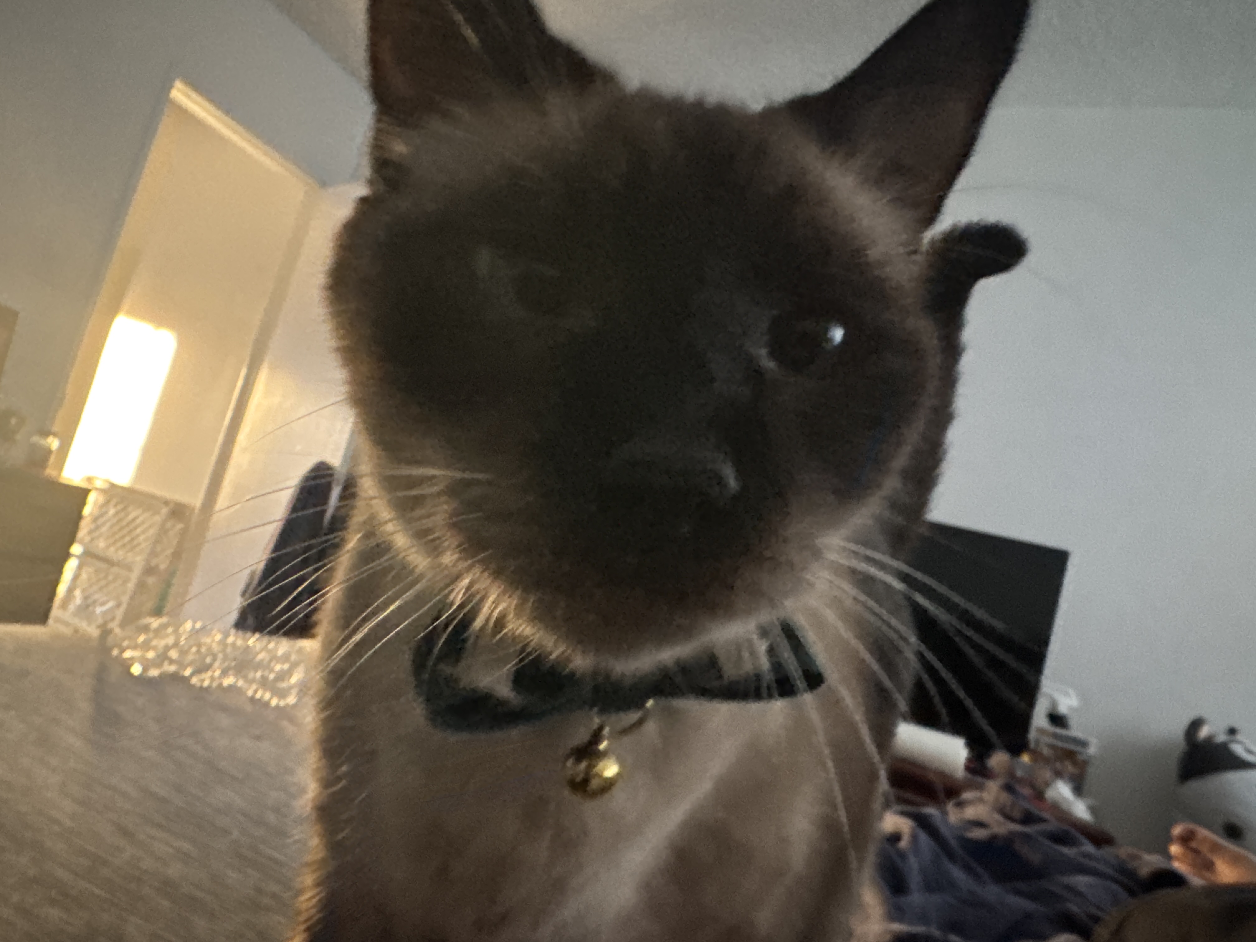 Frankie