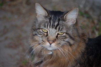 Gizmo