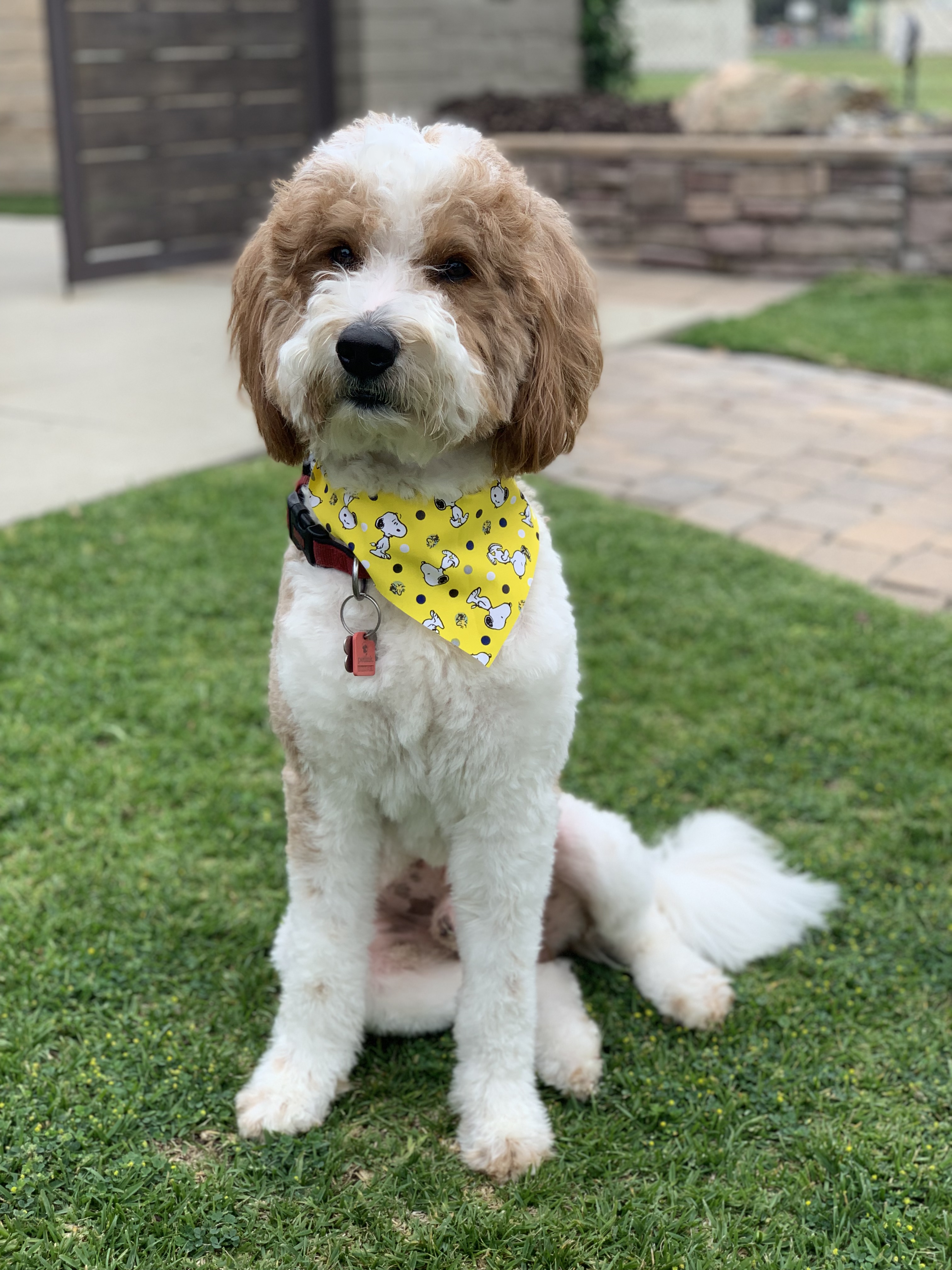 Koa