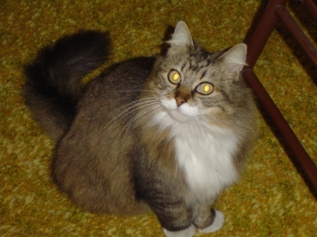 Queenie