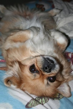 Poochie