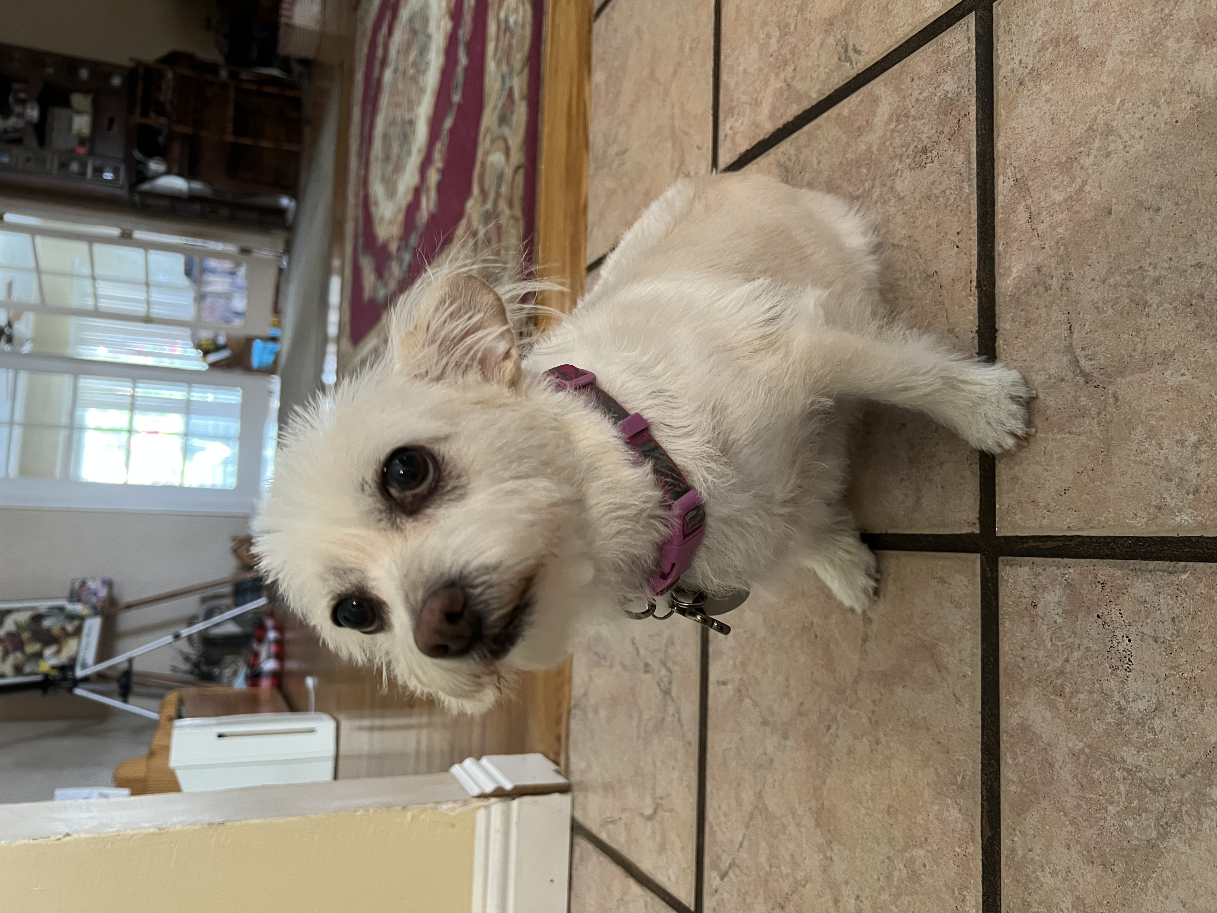 Scarlett