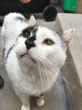 Figaro