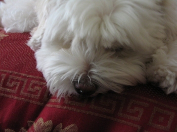 Bubba